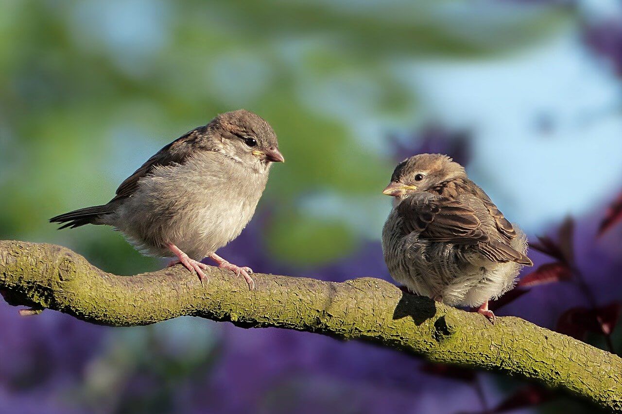 What does a sparrow symbolize