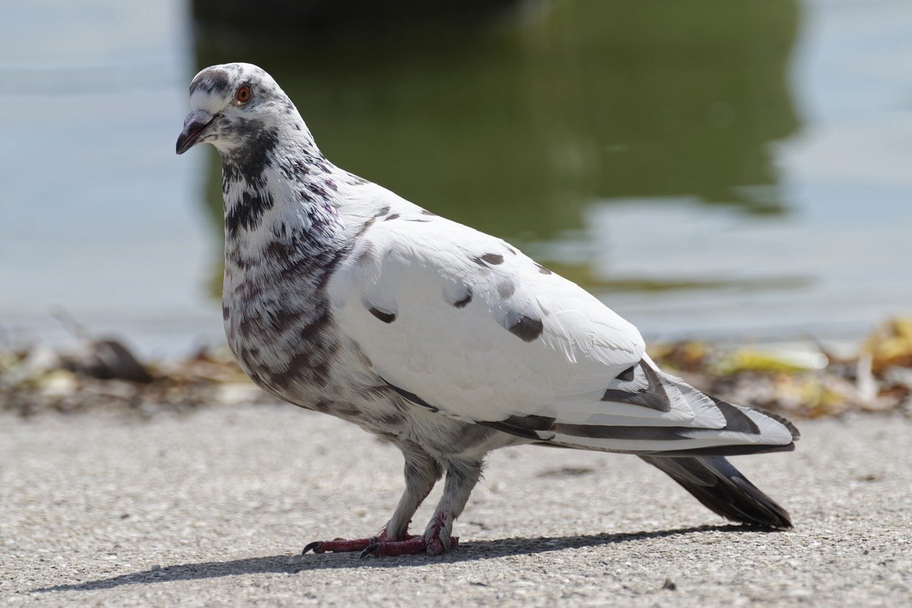 White dove with black wingtips what they symbolize