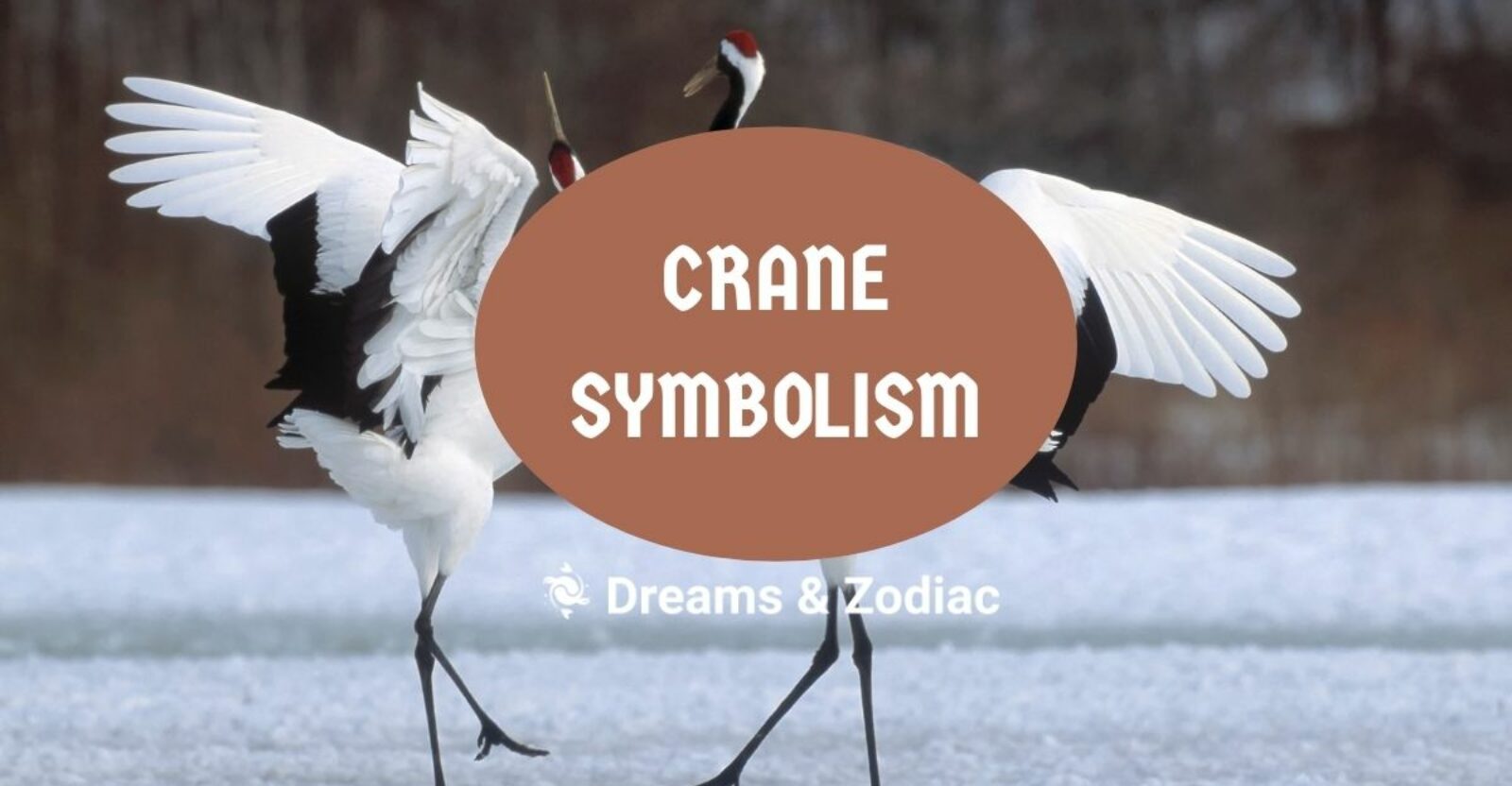 Crane Symbolism What Does A Crane Symbolize Dreams & Zodiac
