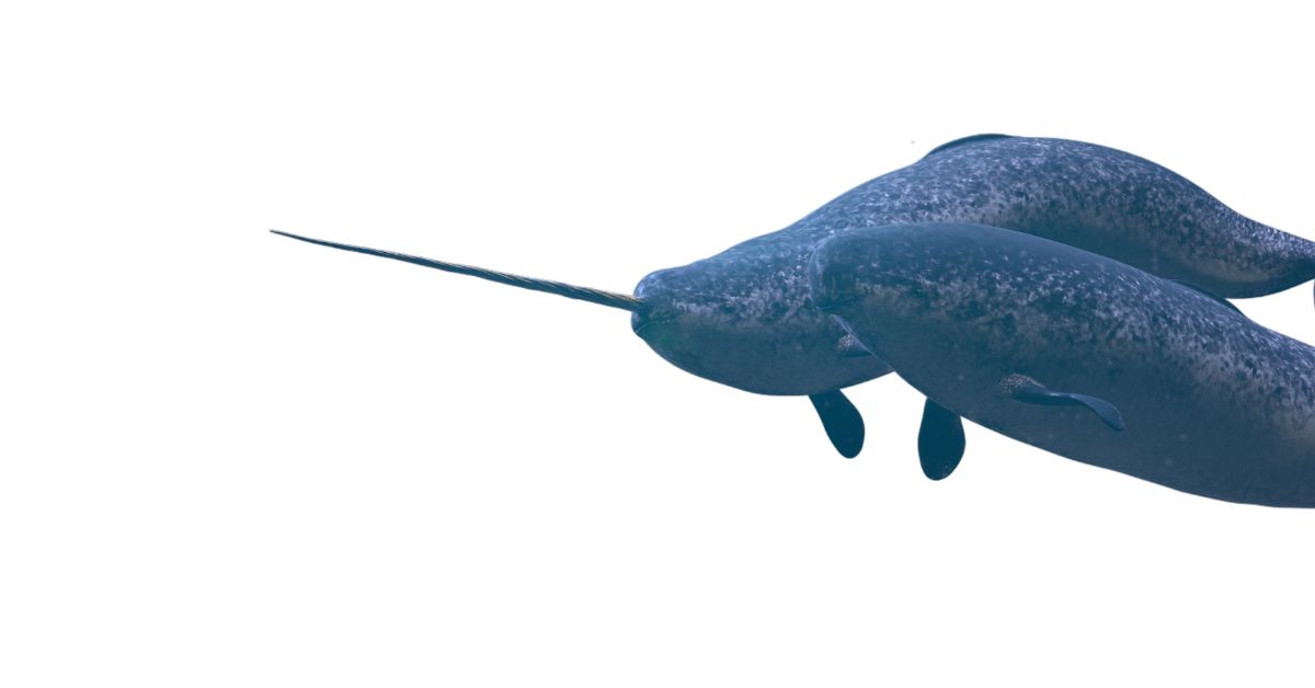 Other Narwhals Symbolisms and Meanings
